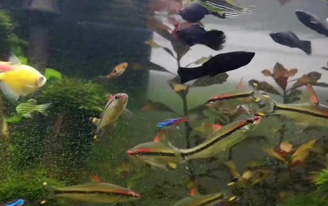 黑玛丽鱼是什么鱼