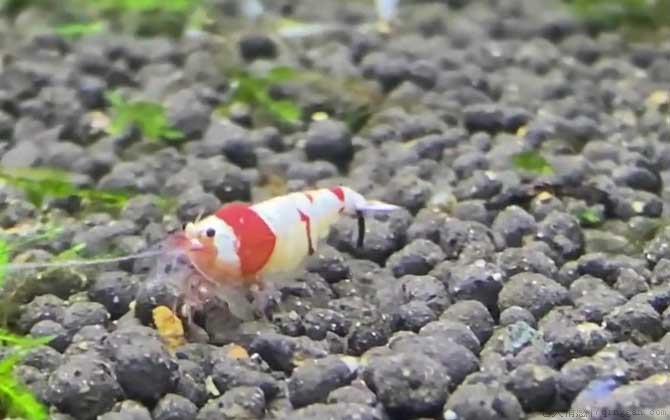 水晶虾是什么虾