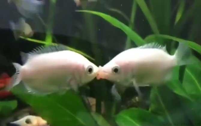 接吻鱼吃什么食物