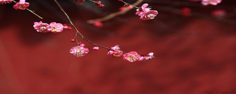 梅花荷花桃花桂花开花的先后顺序