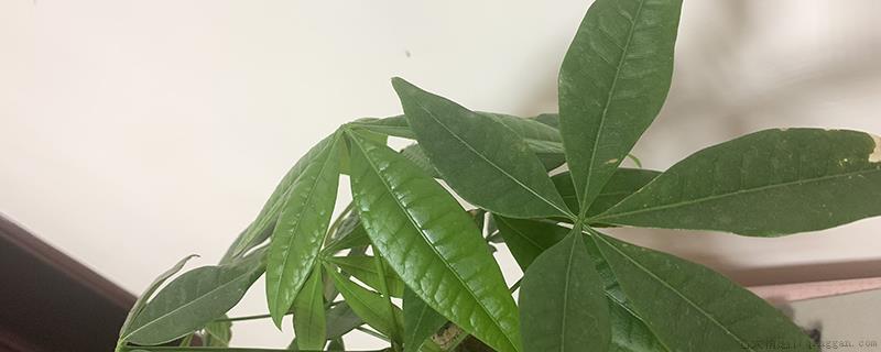 发财树配土方法