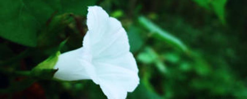 牵牛花有没有多年生的品种