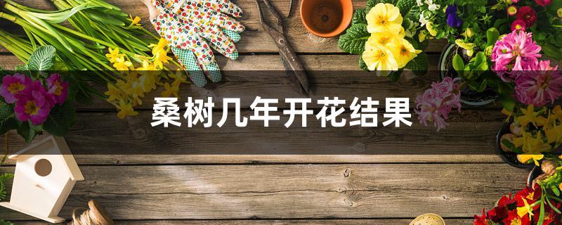 桑树几年开花结果
