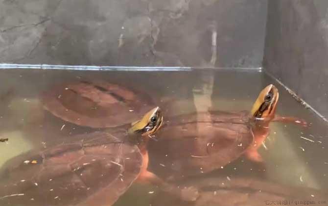金钱龟好养吗