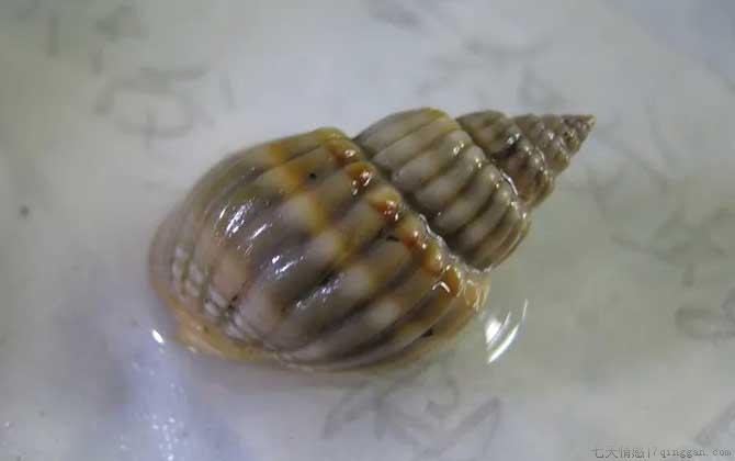 织纹螺是什么螺