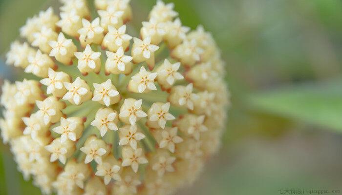球兰花怎样才能养才开花