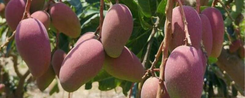 芒果种子哪头朝下种植