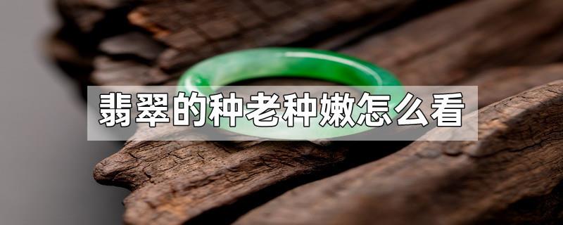翡翠的种老种嫩怎么看