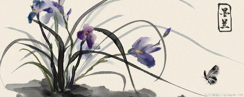 兰花品质