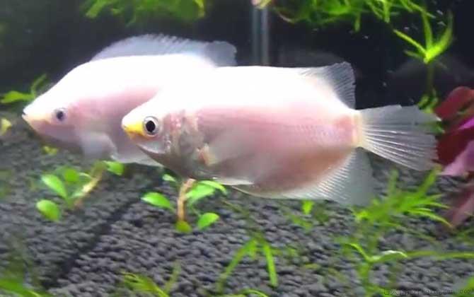接吻鱼为什么一动不动