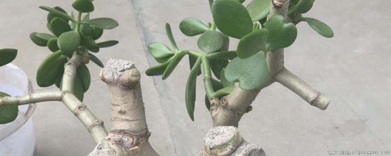 玉树扦插后要不要浇水