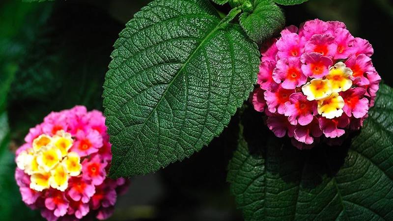 五色梅不开花什么原因