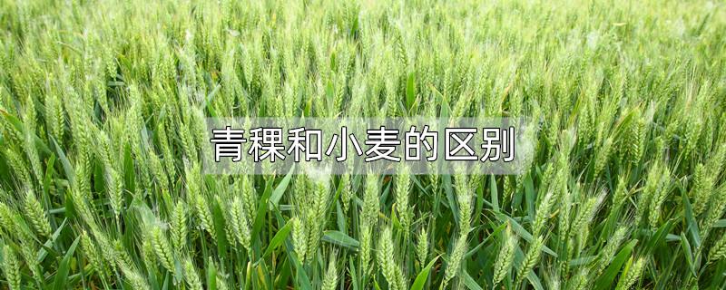 青稞和小麦的区别