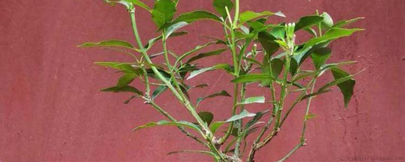 卫矛没有根怎么种植成活