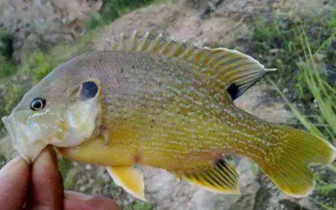 太阳鱼可以长到多大