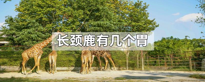 长颈鹿有几个胃