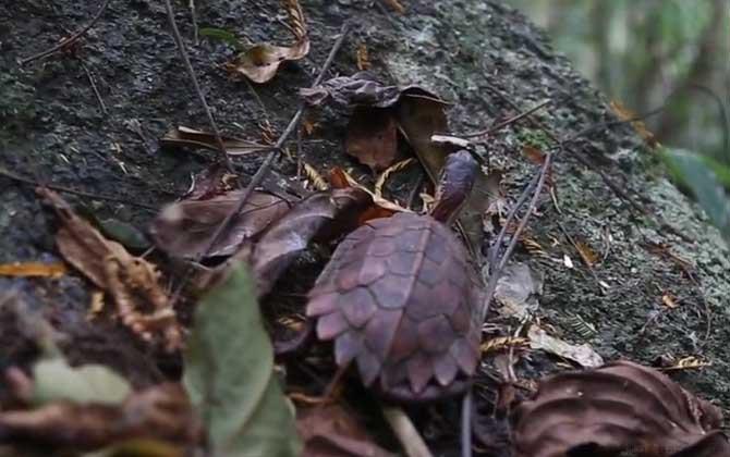 枫叶龟好养吗