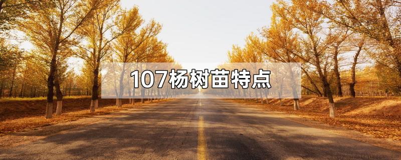 107杨树苗特点