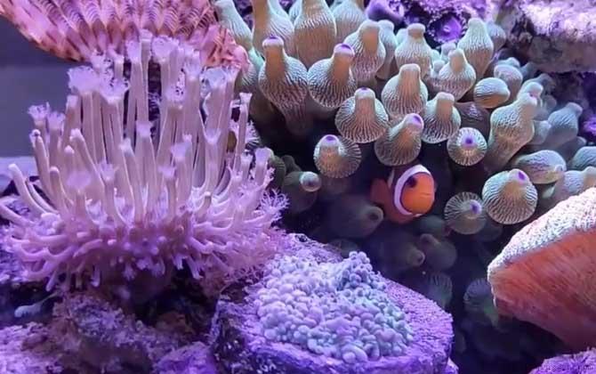 海葵是什么动物