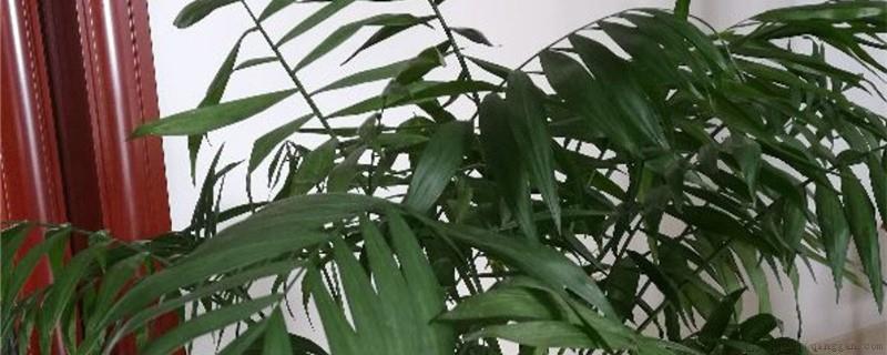 夏威夷椰子寓意
