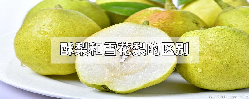 酥梨和雪花梨的区别