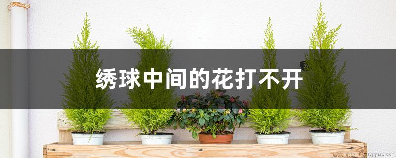 绣球中间的花打不开