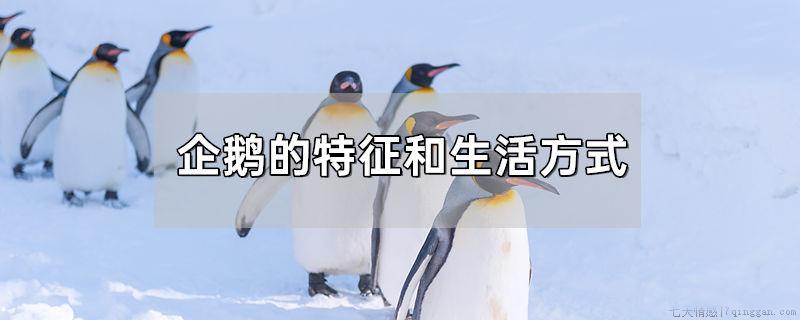 企鹅的特征和生活方式