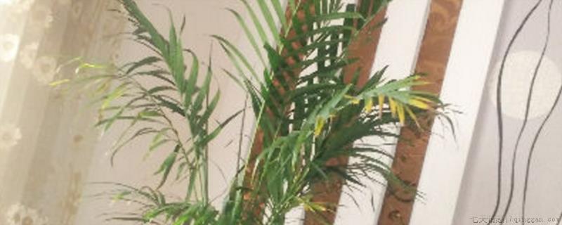 国王椰子适合家里养吗