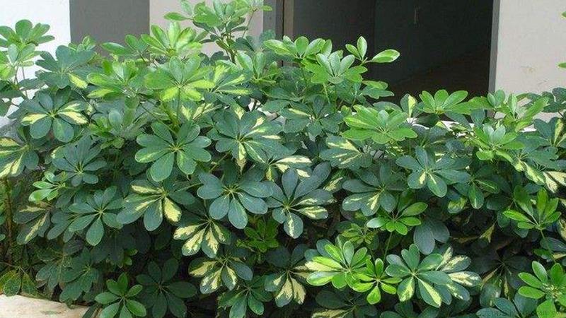 鸭掌木掉叶子什么原因