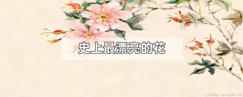 史上最漂亮的花