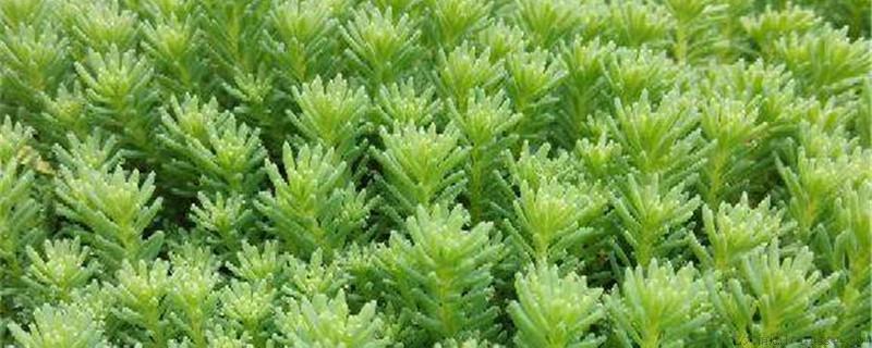 多肉植物中间叶子干瘪凹陷