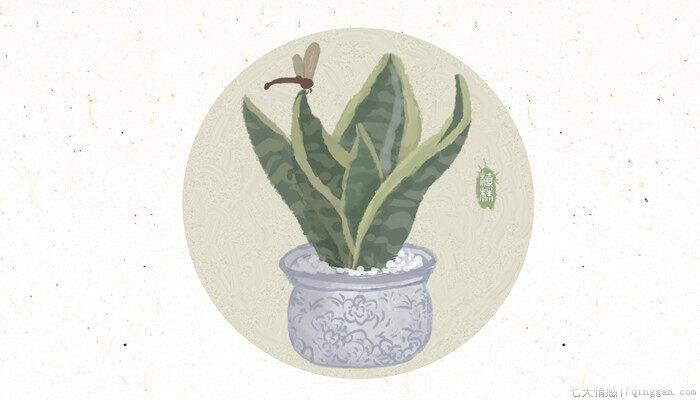喜阴植物花卉