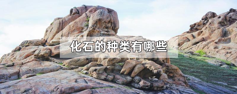 化石的种类有哪些