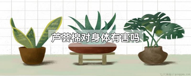 芦荟棉对身体有害吗