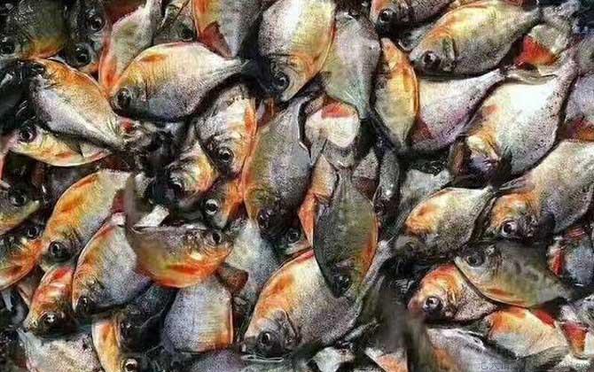 淡水白鲳价格多少钱一斤