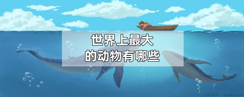 世界上最大的动物有哪些