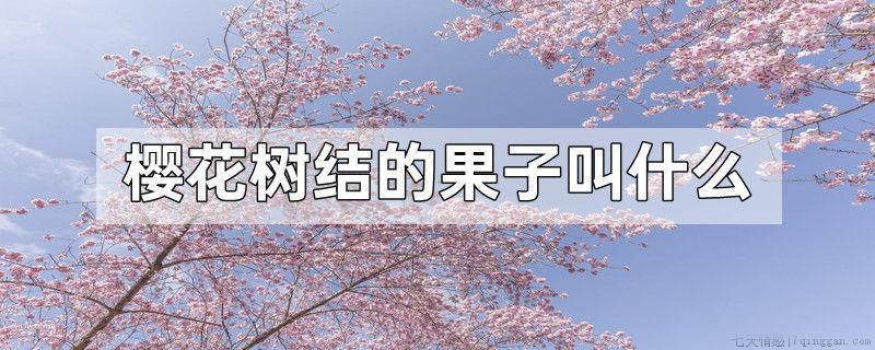 樱花树结的果子叫什么