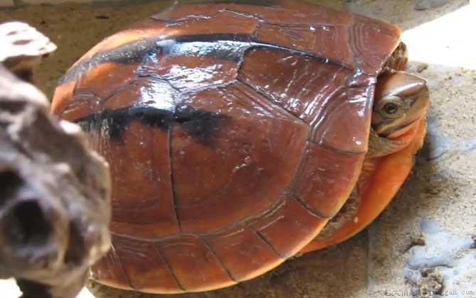 三线闭壳龟是什么龟