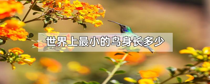 世界上最小的鸟身长多少
