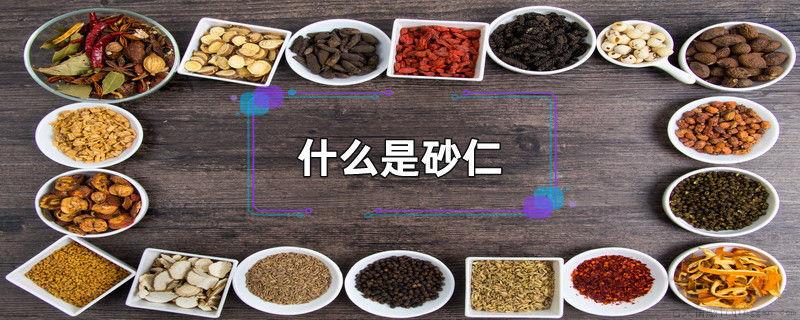 什么是砂仁