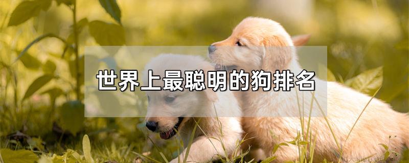 世界上最聪明的狗排名