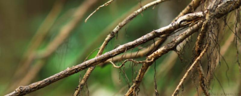 植物根部变黑就是烂根吗