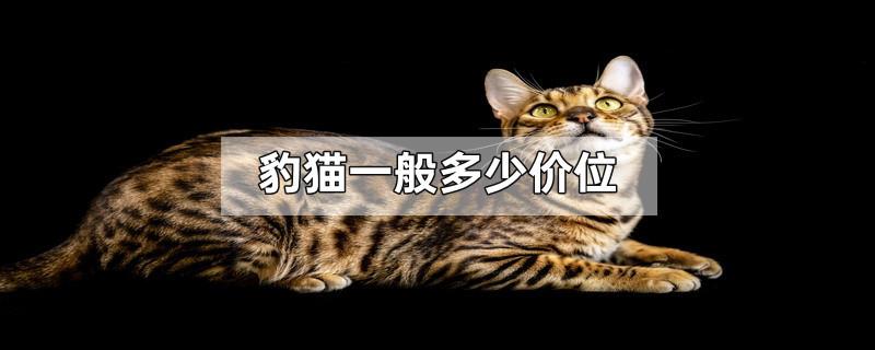 豹猫一般多少价位