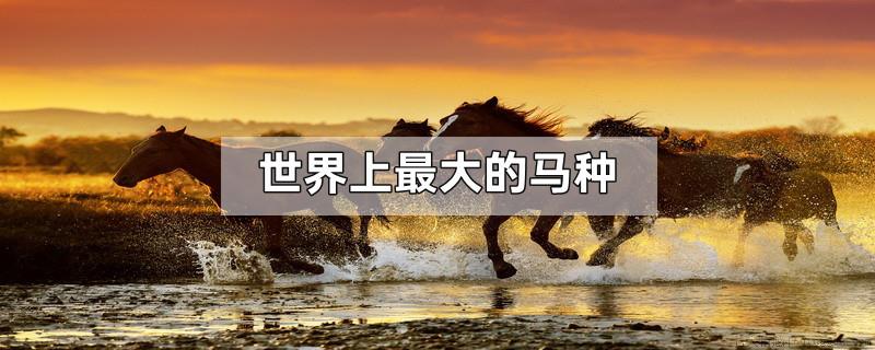 世界上最大的马种