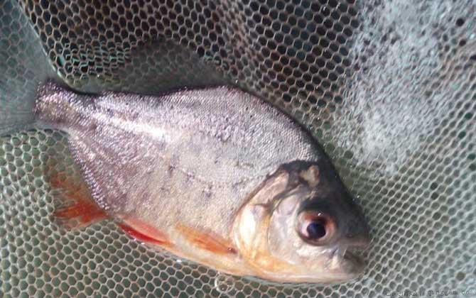 淡水白鲳是什么鱼