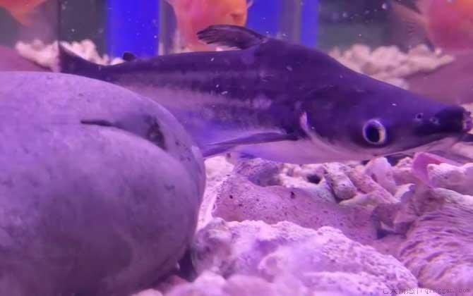 虎头鲨是什么鱼