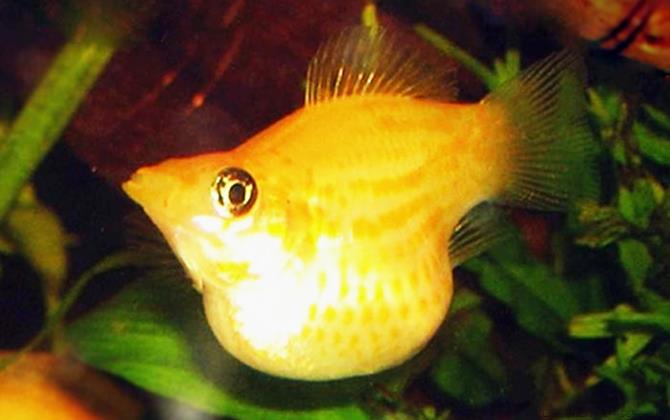 玛丽鱼是什么鱼