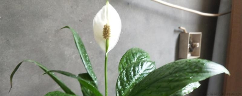 白掌的花粉掉粉怎么办