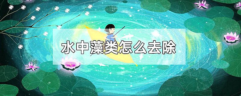 水中藻类怎么去除