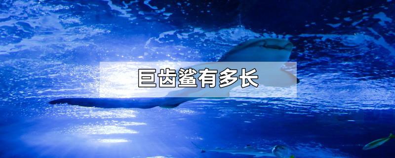 巨齿鲨有多长